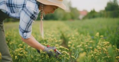 Bir çiftçi bir çiçek çiftliğinde bakım işi yapıyor..
