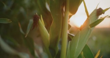 Olgun mısır koçanları altın bir günbatımının arka planına yakın çekim ve tarım tarlalarında güneş ışınları.