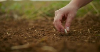 Bahçıvan tarımsal toprağa tohum koyar, yakın plan..