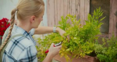 Bahçıvan aşk bitkileriyle ilgileniyor ve hastalıklı filizleri kesiyor..