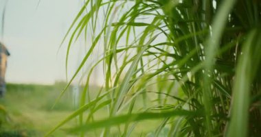 Gün batımında çimenleri kapat.