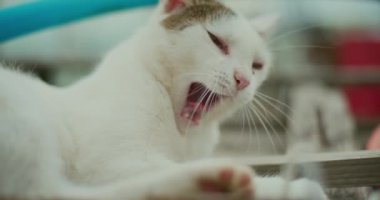 Uyanmış esneyen bir kediye yaklaş..