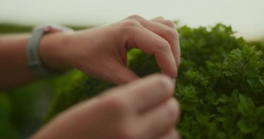 Bahçıvan haşereler için kasımpatı yapraklarını inceliyor..