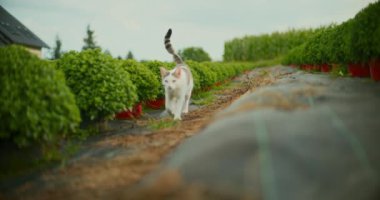 Evcil bir kedinin kuyruk yarasına yakın plan..