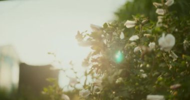 Gün batımının arkaplanına karşı bir amber çalısı yakın çekim.