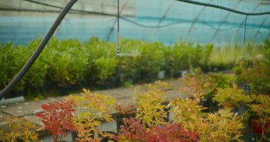 Bitkiler için bir damlama sulama sistemi bir seradaki bitkileri yoğunlaştırır.