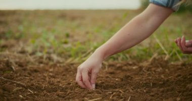 Bir çiftçinin yakın plan fotoğrafı toprağa fasulye tohumu ekiyor..