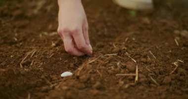 Organik bir çiftliğe ekilen bir fasulyenin güçlü yakın çekimi..