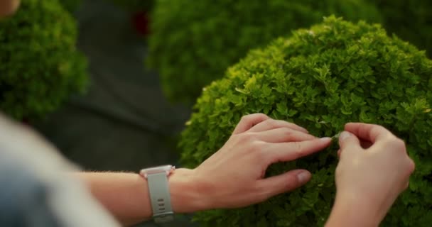 Jardinier examine un semis de fleurs pour les maladies fongiques.