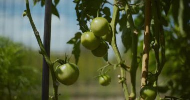 bahçede bir çalı üzerinde yeşil domates.