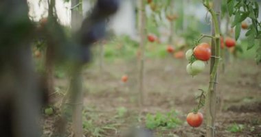 Organik domates çiftliğinde yetişen olgun kırmızı domateslerin yakın çekimi..