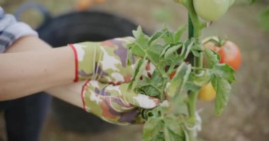 Bir çiftçinin eli dikkatlice bir domates ağacından filizlenir..