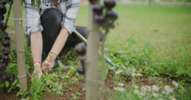 Organik çiftlikte çalışan dişi bahçıvan otları.