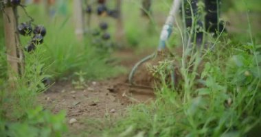 Çapa ayıklamayı kapat..