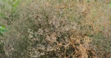 Yağmur bir sebze bahçesine yağar, bitkileri iyice sular..