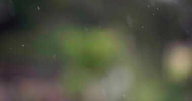 Şiddetli yağmur bir sebze bahçesinin üzerine yağar ve çok ihtiyaç duyulan suyu sağlar..