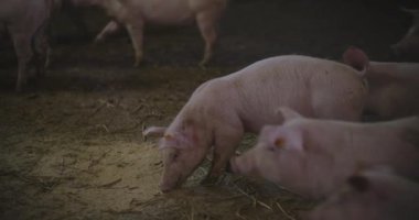 Domuzlar et endüstrisinde sürdürülebilir uygulamaları desteklemek için bir çiftlikte beslenirler..