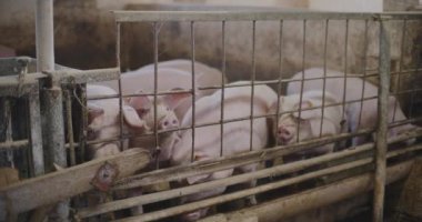 Pastoral bir çiftlikte et hasadı için bir domuz kalemi yetiştirilir..