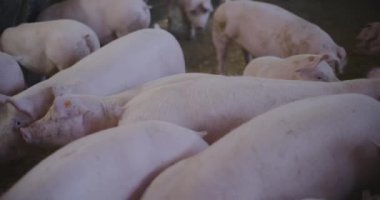 Pastoral bir çiftlikte et hasadı için bir domuz kalemi yetiştirilir..
