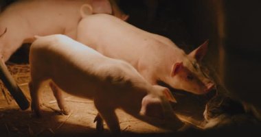 Pastoral bir çiftlikte et hasadı için bir domuz kalemi yetiştirilir..