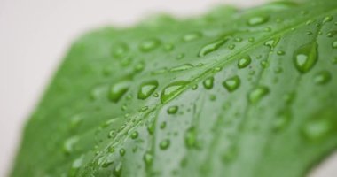 Altın bir gündoğumu sırasında yaprakların üzerinde parıldayan çiğ damlalarının yakın görüntüsü.