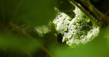 Hafif çiy damlaları bitkilerin üzerinde dinleniyor, doğada sakin bir sabah manzarası yaratıyor..