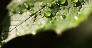 Işıldayan çiy damlaları taze yeşil yaprakları kaplıyor, yumuşak sabah ışığıyla aydınlatılıyor..