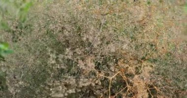 Süslü çimenler, bahçedeki yeşil çimen zeminine güzel bir şekilde çiçek açar..