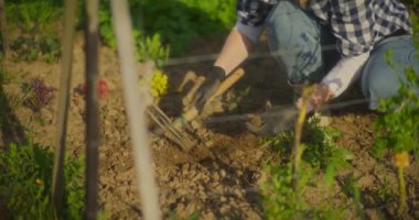 Bir kadın bahçedeki sert ve kuru toprağı çapalayıp sebze ekmeye ve toprak kalitesini arttırmaya hazırlıyor..