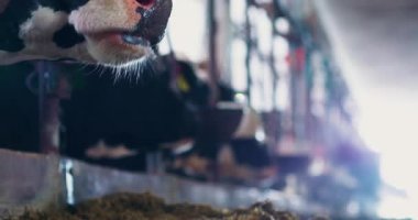 Modern sığır yetiştiriciliği gelişmiş teknoloji, sürdürülebilir otlatma ve üretkenliği ve hayvan sağlığını artırmak için bilimsel üreme yöntemleri içerir..