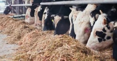 Modern sığır yetiştiriciliği gelişmiş teknoloji, sürdürülebilir otlatma ve üretkenliği ve hayvan sağlığını artırmak için bilimsel üreme yöntemleri içerir..