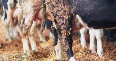 Sığır besleme sistemleri arasında rotasyonel otlatma, tahıl besleme ve çiftlik hayvanlarının besin ve verimliliğini optimize etmek için otlağa dayalı yöntemler yer alıyor..