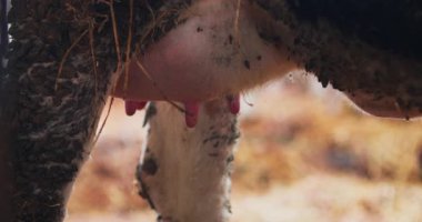 Organik sığır yetiştiriciliği, doğal ve sürdürülebilir uygulamaları, sentetik katkı maddelerinden kaçınmayı ve daha sağlıklı et ve süt ürünleri için etik hayvan yönetiminin sağlanmasını ön plana çıkarmaktadır..