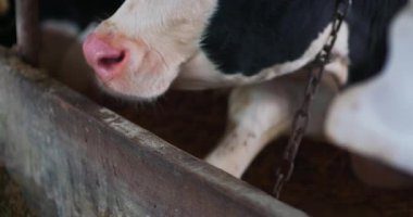 Süt hayvanları yetiştiriciliği süt üretimi için inek yetiştirmeyi, düzgün beslenme ve yüksek kaliteli süt ürünleri üretmek için sürüleri yönetmeyi içerir..