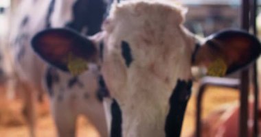 Sığır yetiştiriciliği ve çiftçiliği süt ürünleri ve et üretimi için sığır yetiştirmek ve yönetmek, sürdürülebilir hayvan bakımı ve verimli tarım yönetimi.