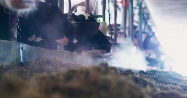 Sığır yetiştiriciliği ve çiftçiliği süt ürünleri ve et üretimi için sığır yetiştirmek ve yönetmek, sürdürülebilir hayvan bakımı ve verimli tarım yönetimi.