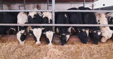 Organik sığır yetiştiriciliği, doğal ve sürdürülebilir uygulamaları, sentetik katkı maddelerinden kaçınmayı ve daha sağlıklı et ve süt ürünleri için etik hayvan yönetiminin sağlanmasını ön plana çıkarmaktadır..