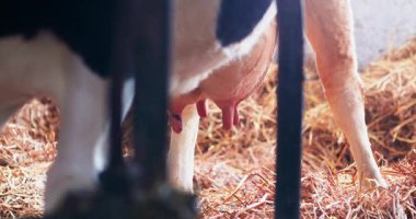 Organik sığır yetiştiriciliği, doğal ve sürdürülebilir uygulamaları, sentetik katkı maddelerinden kaçınmayı ve daha sağlıklı et ve süt ürünleri için etik hayvan yönetiminin sağlanmasını ön plana çıkarmaktadır..