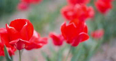 Baharda profesyonel bir çiçek çiftliğinde yetişen çeşitli renklerde çiçek açan laleler.
