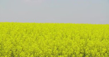 Çiçek açan kolza tohumu tarlasının önünde durup not alan kadın çiftçi. Ekin izleme ve tarımsal araştırma kavramı.