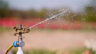 Akıllı fıskiyeler su düzenli sıra laleleri verimli bir şekilde su ve çiçek canlılığını korumak için