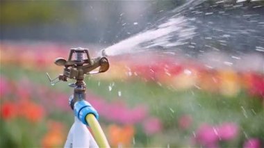 Otomatik çiçek sulama sistemi tüm lale tarlasını kaplar. Çiçekleri sulu ve taze tutar.