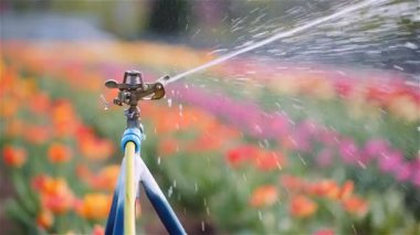 Pro sulama sistemi lale çiçeği ekinlerini soğutur ve sulandırır, ilkbaharda sağlık ve rengi korur