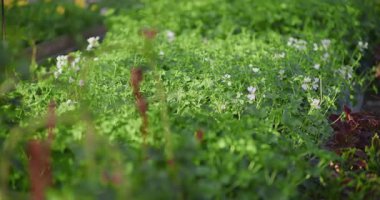 Bir bahçe şirketinde serada sergilenen satın almaya hazır fidanlar, canlı çiçekler sergileniyor..