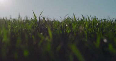 Tarlada canlı yeşil ekinler, sergilenen doku ve büyüme, tarım ve doğa temaları için mükemmel..