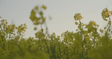 Tarım alanında açan sarı kanola çiçeklerinin detaylı bir görüntüsü canlı renkler ve dokular sergiliyor..