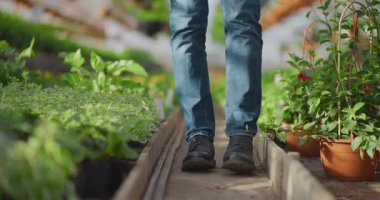 Seradaki yemyeşil bitkilerin arasında yürüyen çiftçi bacaklarının yakın görüntüsü..