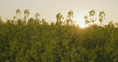 Canlı sarı bir kolza tohumu tarlasının yakın plan çekimi, açık mavi bir gökyüzünün altında yavaşça sallanarak güneşli bir bahar gününün özünü yakalıyor..