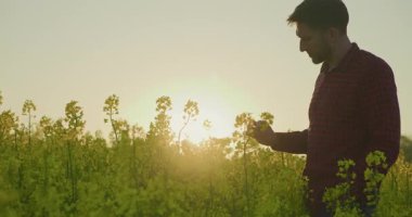 Gün batımında güzel bir altın kolza tarlasında çalışan çiftçinin portresi, sakin bir kırsal atmosferi çağrıştırıyor..