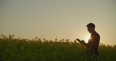 Altın saat boyunca bir kanola tarlasında dijital tablet kullanarak çalışan bir çiftçinin silüeti..